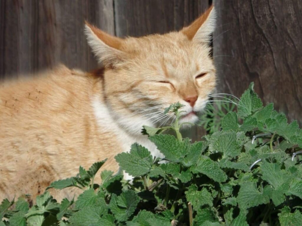 Is Lemon Balm Safe for Cats