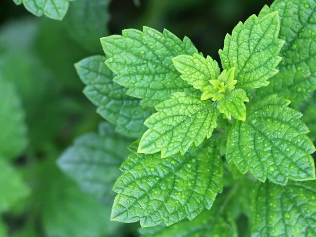 Is Lemon Balm Safe for Cats