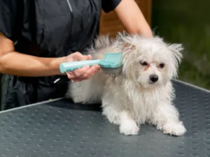 Mobile Grooming for Dogs