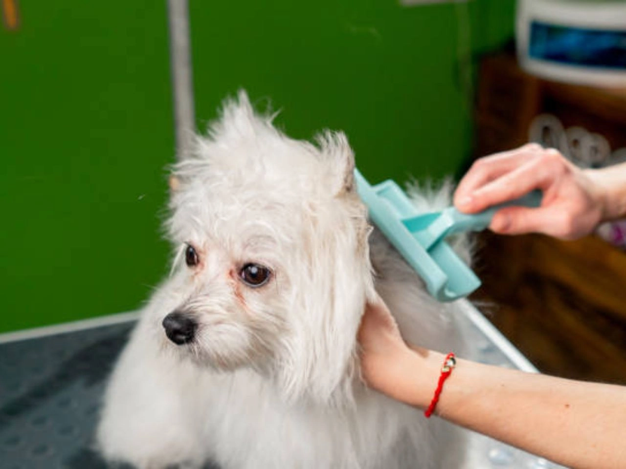 Mobile Grooming for Dogs Pamper Your Pooch On the Go!