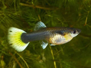 Non-Aggressive Freshwater Fish