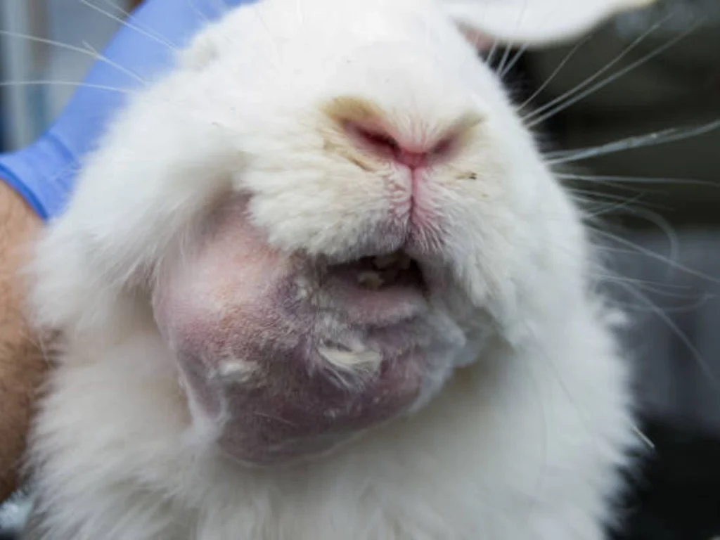 Rabbit Tooth Abscess