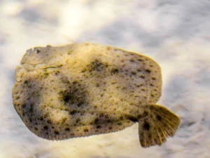 Some flounders live in lakes and ponds