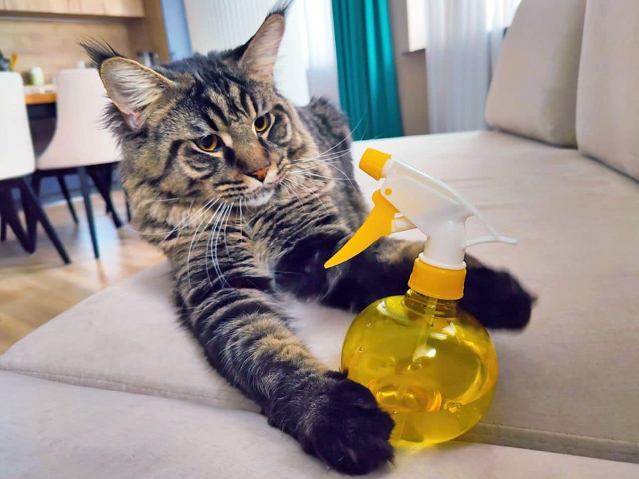 Spray Bottle to Train Cat