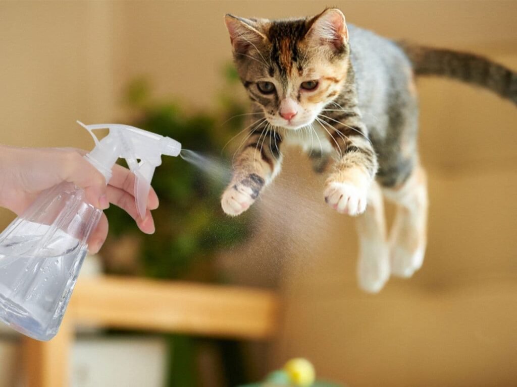 Spray Bottle to Train Cat