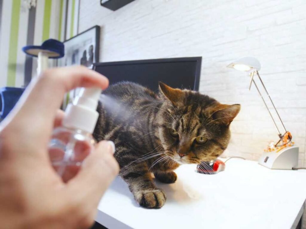 Spray Bottle to Train Cat