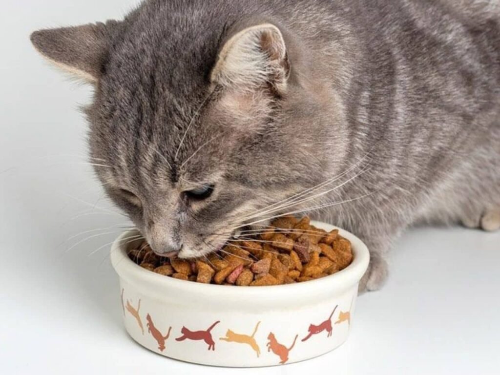 What Does Pate Mean in Cat Food