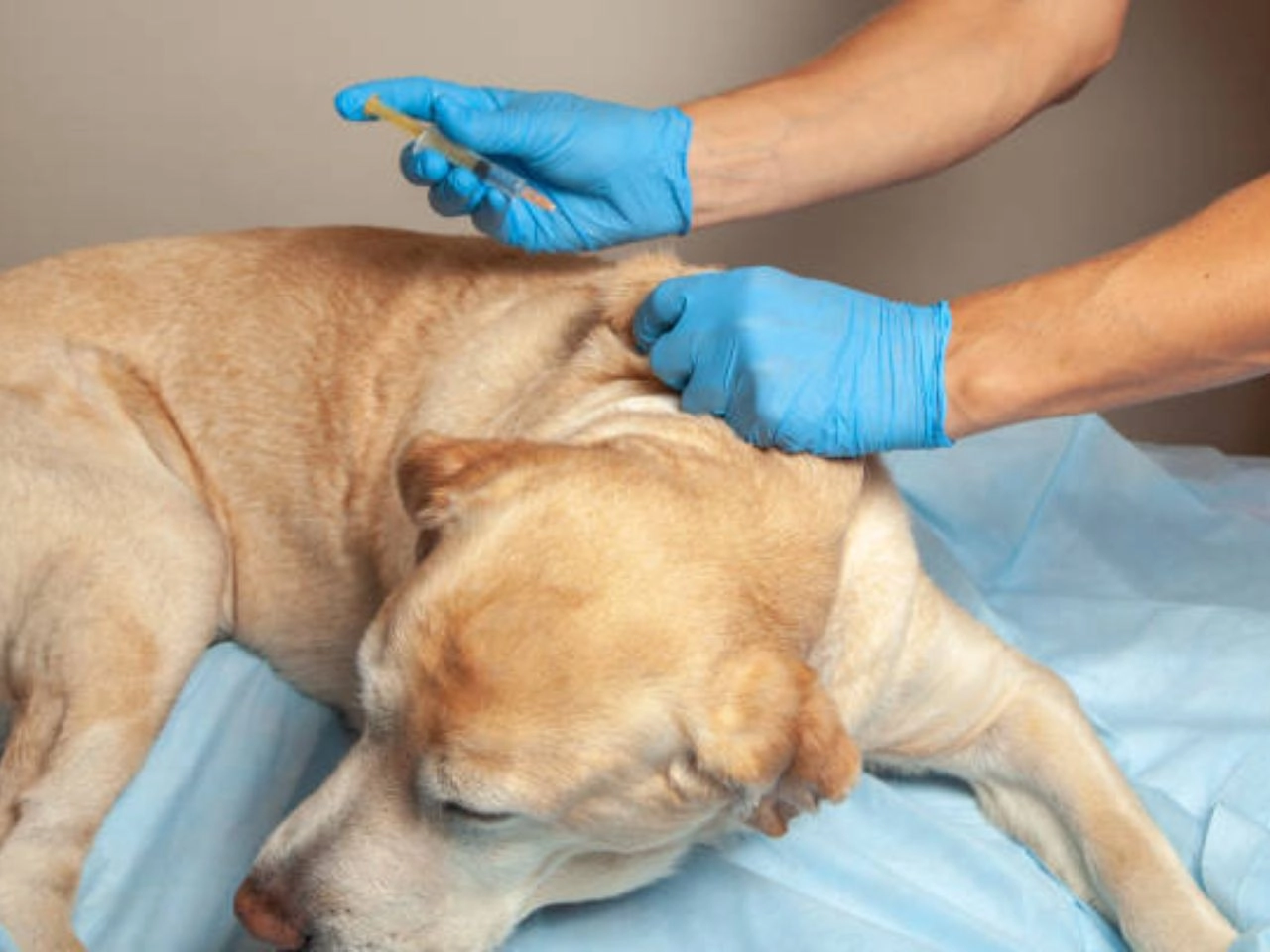 What is Dapp Vaccine For Dogs Essential Protection Guide