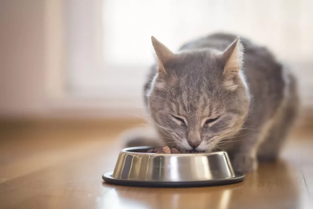 What Does Pate Mean in Cat Food