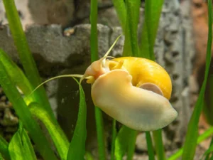 freshwater fish love to eat snails